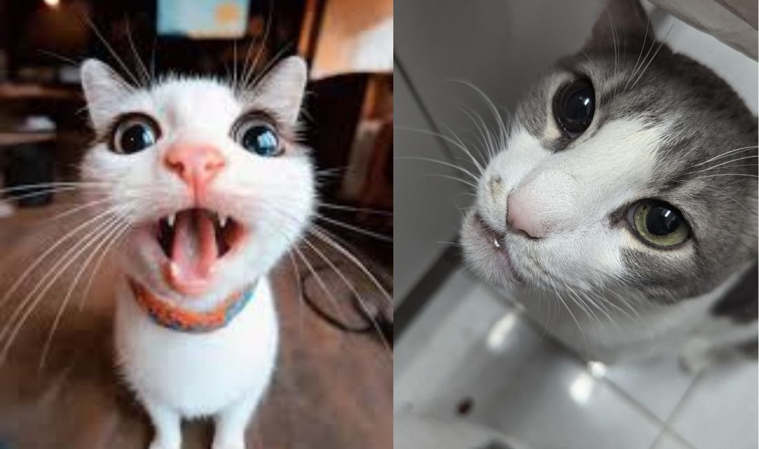 Inside it, Kate is sticking her tongue out now, and on the other side, there is someone looking innocently at the camera.