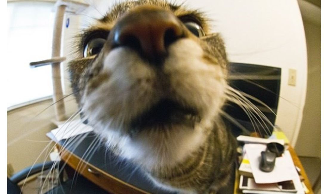 Goofy Ahh In this, cat is looking very closely at the camera.