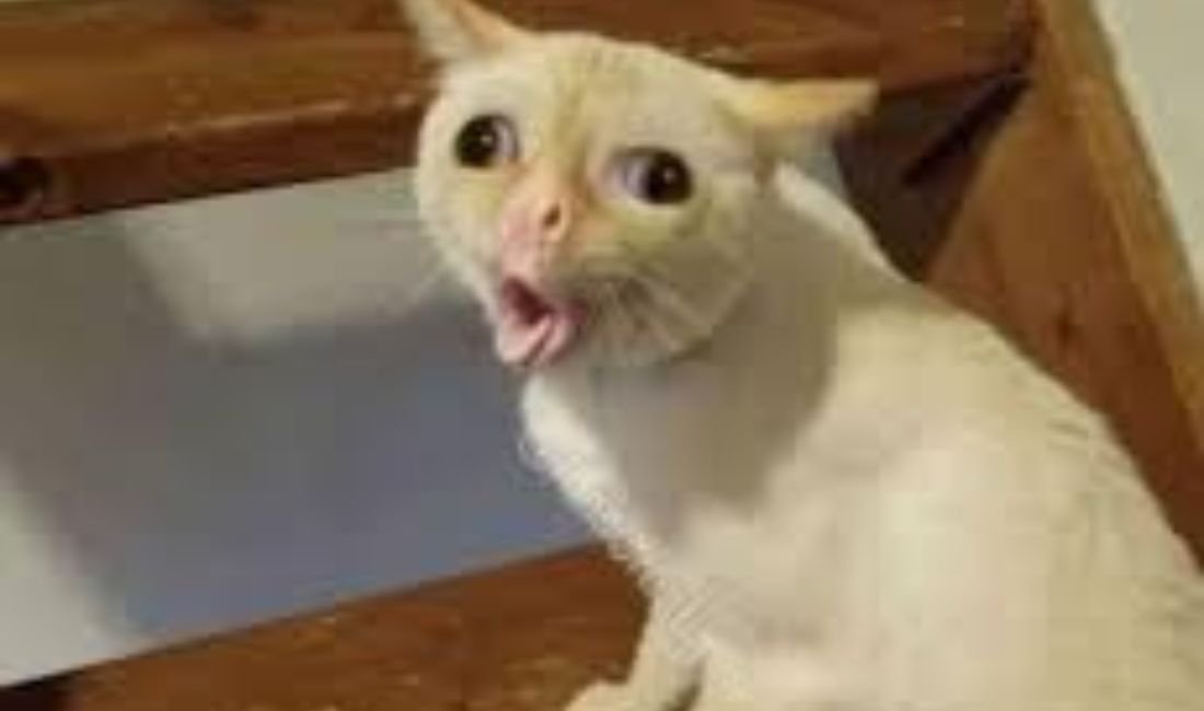 Derpy Goofy ahh cat says: Pass me the jazz cigarrettes, im not done!