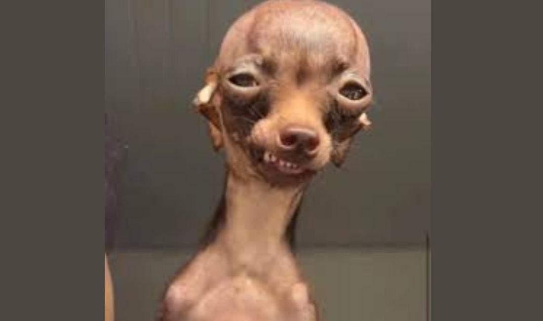  Goofy Ahh not a man this is a dog